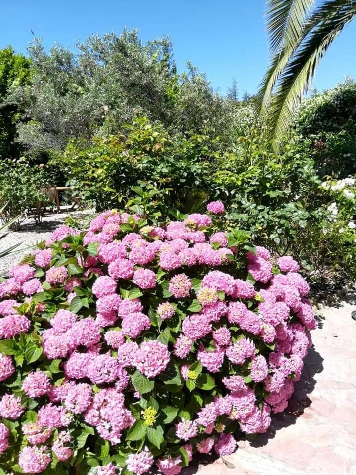 Villa Angel - Spa Caunes-Minervois Экстерьер фото